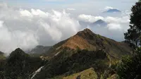 Punggung buaya tampak dari kejauhan