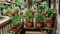 8 Inspirasi Edible Garden Sayur dan Buah Mini di Teras Rumah Kampung, Sulap Lahan Sempit Jadi Asri