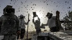 Peternak lebah Palestina mengumpulkan madu dari sarang lebah di tempat pemeliharaan lebah selama musim panen tahunan di Khan Yunis di Jalur Gaza selatan pada 9 Mei 2022. Beberapa peternak juga memanfaatkan lebah untuk terapi kesehatan melalui sengatannya. (SAID KHATIB / AFP)