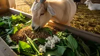 7 Tips Bikin Pakan Fermentasi untuk Ternak, Solusi Hemat Biaya dan Berkelanjutan