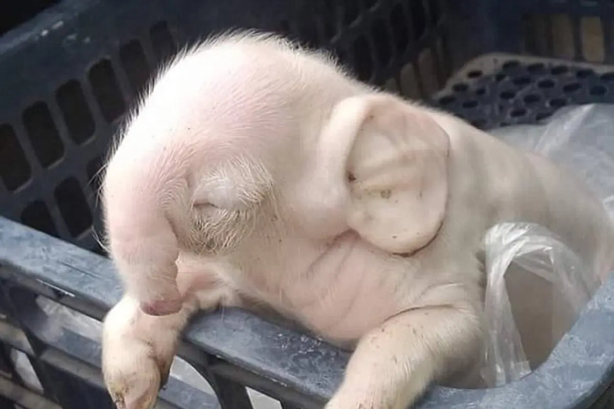 Bayi Babi yang Bermutasi Jadi Gajah