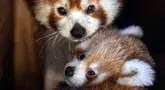 Seekor bayi panda merah (kanan) bermain bersama ibunya di dalam Attica Zoological Park, Spata, dekat Athena, Yunani, Rabu (20/9/2023). Panda merah yang lahir di kebun binatang dua bulan lalu itu belum diberi nama. (AP Photo/Petros Giannakouris)