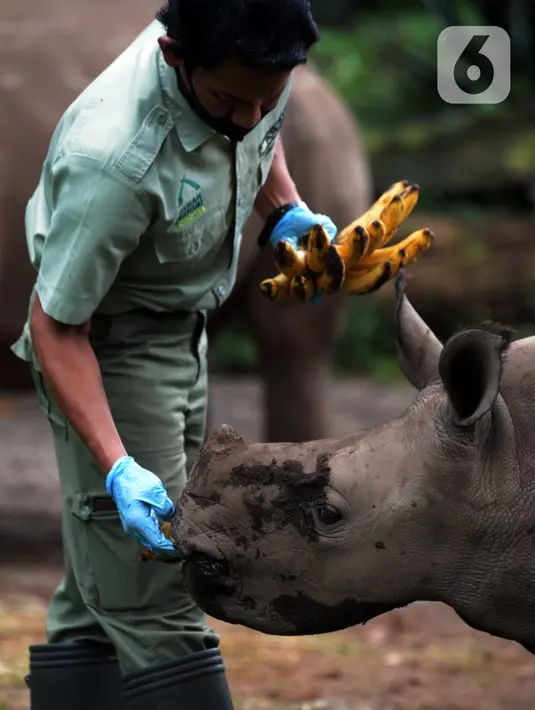 Keeper (perawat satwa) memberi makan Badak Putih (Ceratotherium Simum) di Taman Safari Indonesia, Bogor, Jawa Barat, Jumat (22/1/2021). Seekor bayi Badak Putih betina bernama Azsyifa lahir dari indukan bernama Chuma dan pejantan bernama Merdeka. (merdeka.com/Imam Buhori)