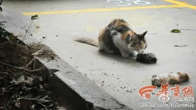 Haru, Ibu Kucing Coba Bangunkan Anaknya yang Mati Dibunuh