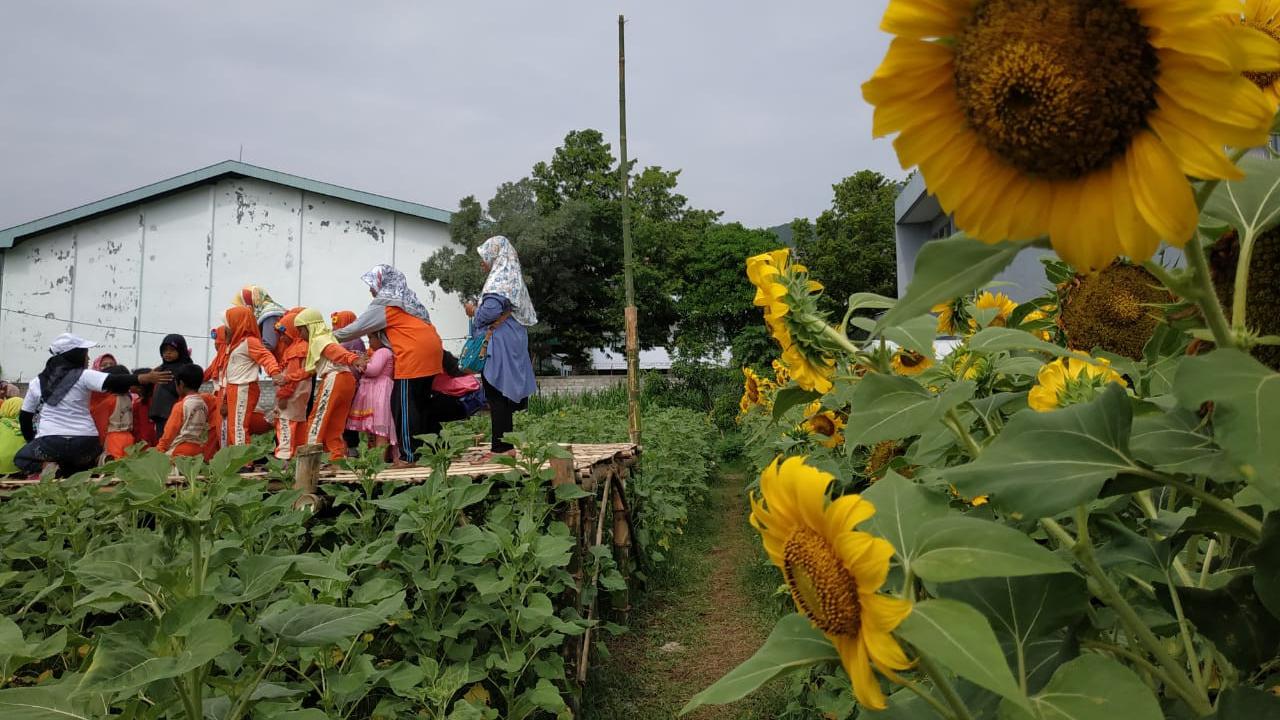 Taman Bunga Matahari