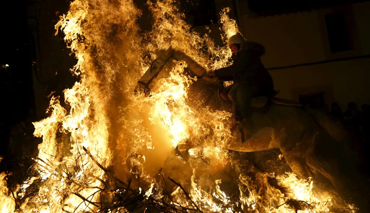 Seorang pria mengendarai kuda melintas kobaran api selama perayaan " Luminarias " di desa San Bartolome de Pinare, Spanyol, (16/1). Luminarias adalah suatu perayaan agama tahunan yang digelar setiap malam di hari Saint Anthony. (REUTERS / Susana Vera)