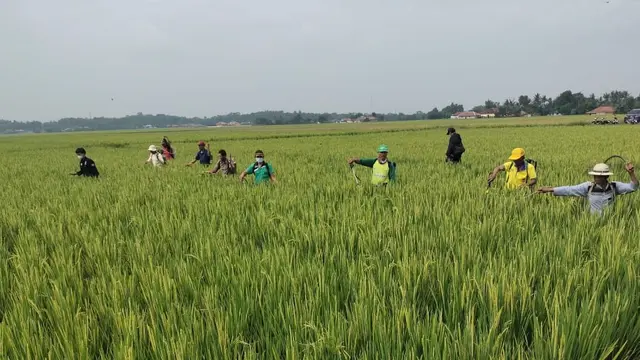 Hawa wereng
