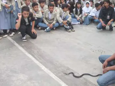 Ular Masuk Sekolah