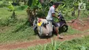 Petani membawa timun suri hasil panen di kawasan Rangkapan Jaya Baru, Pancoran Mas, Depok, Jawa Barat, Selasa (13/4/2021). Buah tersebut dijual dengan harga Rp 15.000 hingga Rp 20.000 tergantung ukuran. (Liputan6.com/Herman Zakharia)