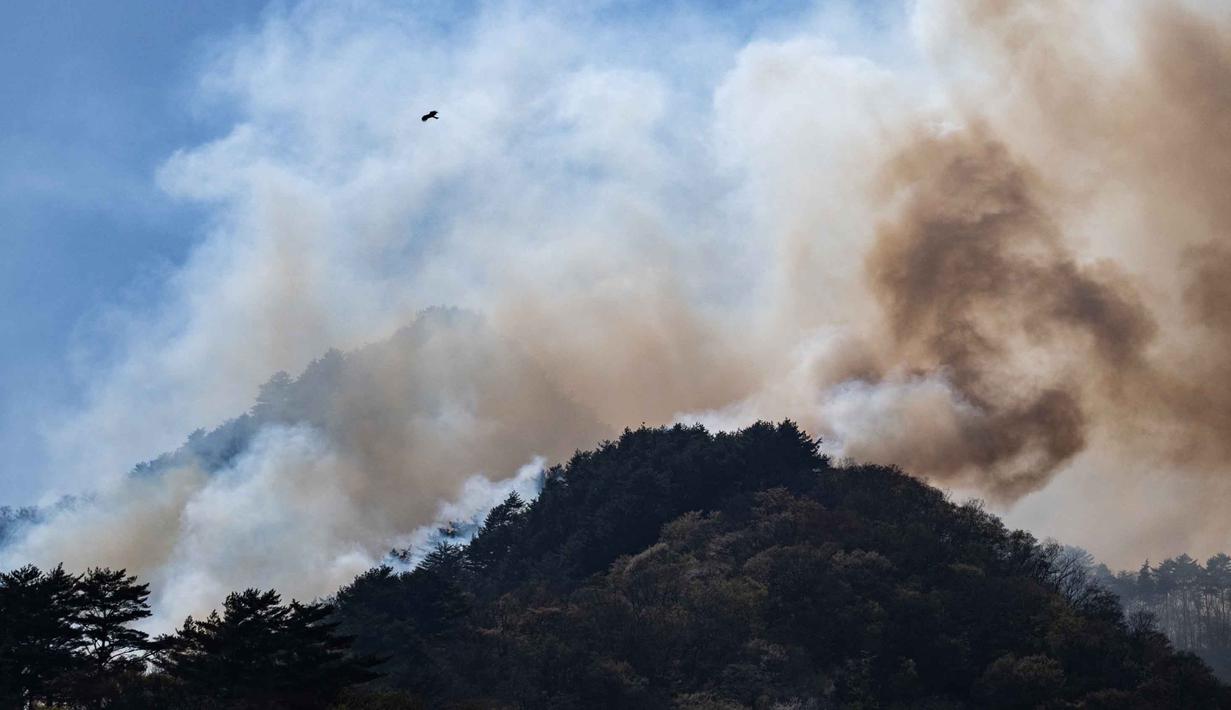 Lebih dari 1.176 hektar lahan terbakar dan setidaknya delapan bangunan rusak. Tampak dalam foto, seekor burung terbang di atas puncak gunung yang terbakar akibat kebakaran hutan di dekat kota Otsuchi, Prefektur Iwate, Jepang pada Sabtu 25 April 2026. (ANDREW CABALLERO-REYNOLDS/AFP)