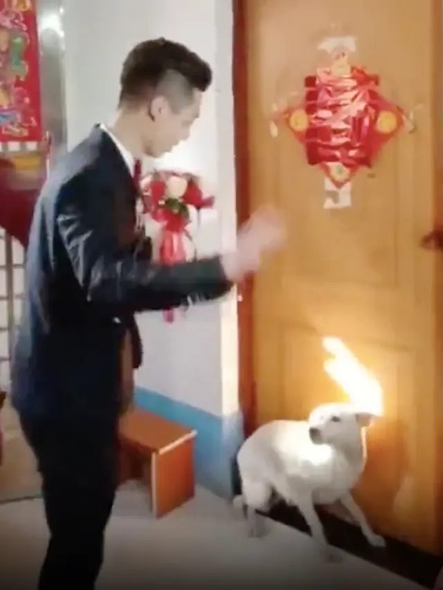 Tak Rela Pemiliknya Menikah, Aksi Lucu Anjing Halangi Pengantin Pria Viral