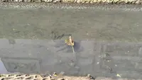 Sama-Sama dari Amazon, Ini Beda Sapu-Sapu dengan Piranha