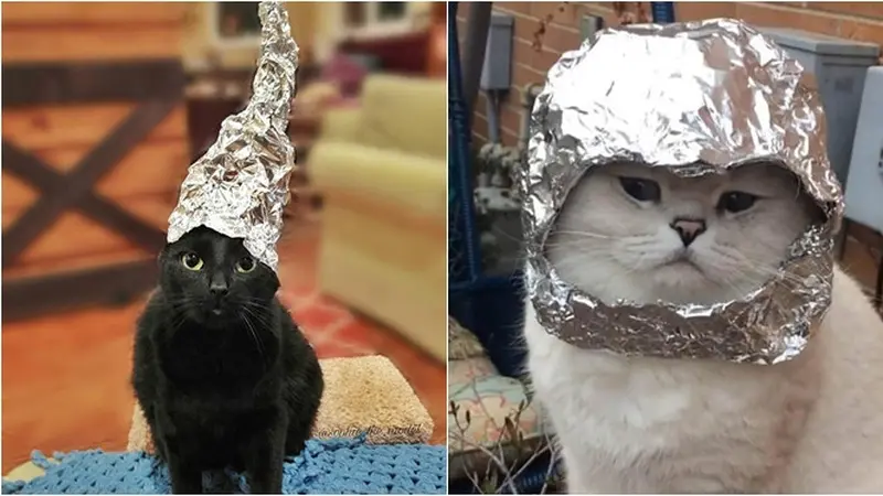 7 Potret Kucing Pakai Topi Aluminium Foil Berbagai Bentuk Ini Bikin Gemas
