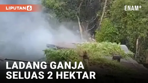 VIDEO: Polisi Gerebek Ladang Ganja Seluas 2 Hektar Siap Panen