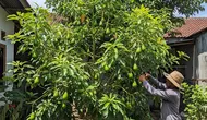 9 Cara Memangkas Pohon Alpukat agar Cepat Berbuah dan Tidak Menjulang