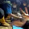 Orangutan Ditemukan Terbaring Lemas di Area Kebakaran Hutan Kalimantan