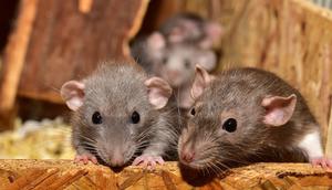 Ilustrasi Tikus (Sipa/Pixabay).