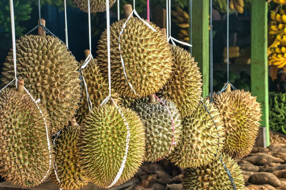 durian-kezo
