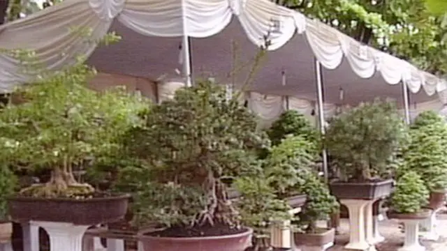 Indahnya Liuk-Liuk Bonsai Si Tanaman Kerdil