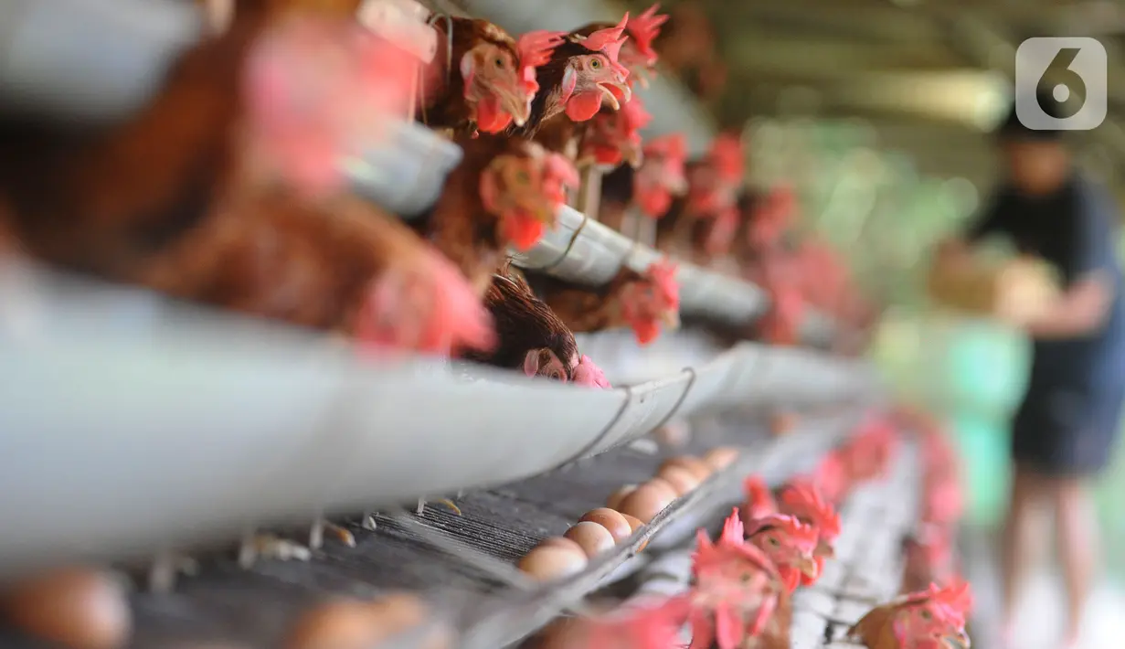 Peternak mengumpulkan telur ayam ras di peternakannya di Kampung Kebon Kopi, Pengasinan, Bogor, Kamis (15/12/2022). Menurut peternak setempat, sejak tiga pekan terakhir harga telur ayam ras di tingkat peternak mulai mengalami kenaikan dari Rp22 ribu menjadi Rp29 ribu per kilogram. (merdeka.com/Arie Basuki)