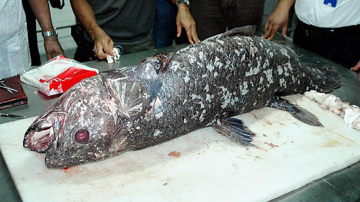 Mengenal Ikan Purba Coelacanth yang Hidup Sebelum Zaman Dinosaurus, Ditemukan Nelayan di Gorontalo