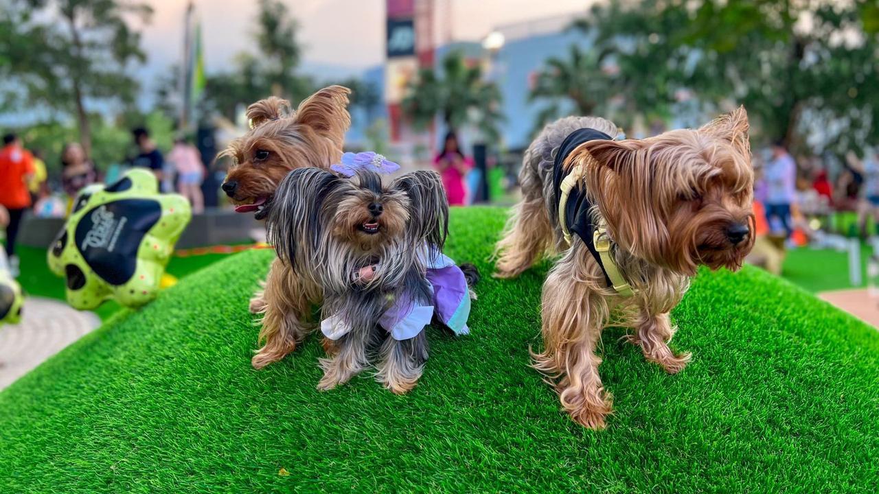 Ada Area Bermain Elit Khusus untuk Anjing di Summarecon Serpong, Seperti Apa?