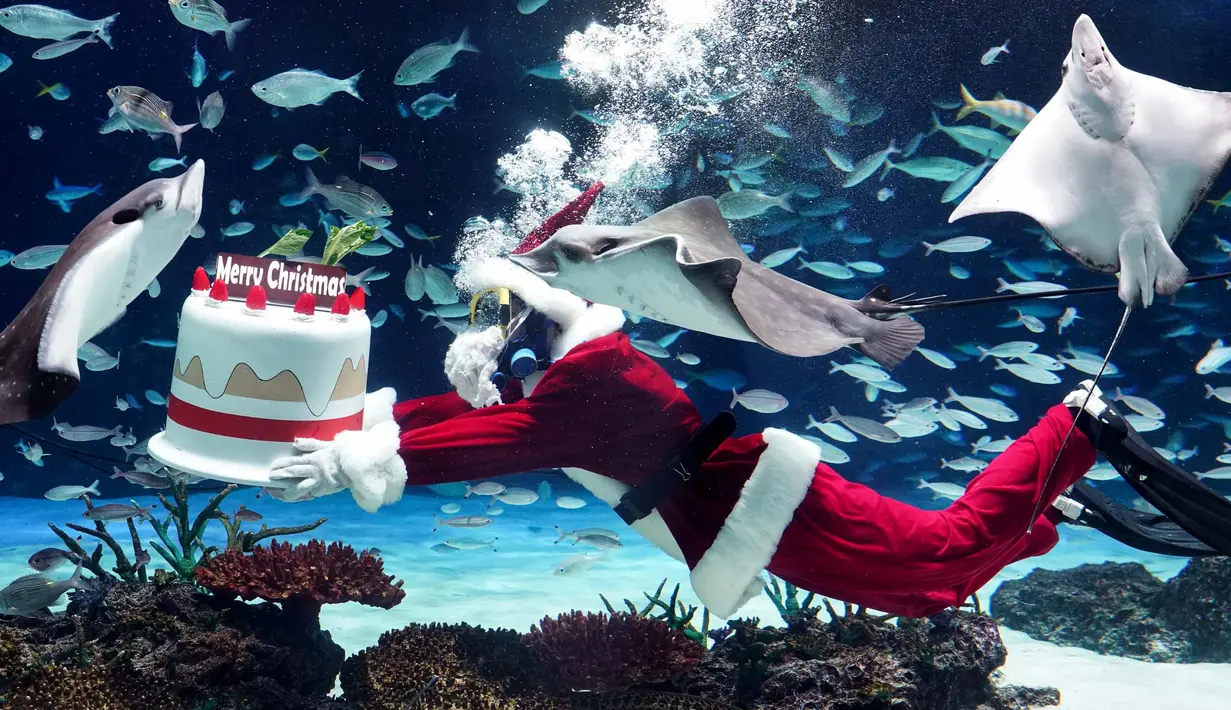 Seorang penyelam yang mengenakan kostum Sinterklas berenang bersama ikan-ikan di Akuarium Sunshine di Tokyo pada 14 Desember 2023. (Kazuhiro NOGI/AFP)