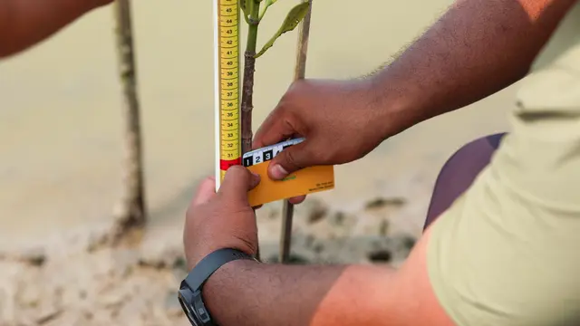 Hari Mangrove Sedunia 2025, BRI Lakukan Aksi Nyata Selamatkan Ekosistem Pesisir Muara Gembong Bekasi Lewat BRI Menanam - Grow & Green