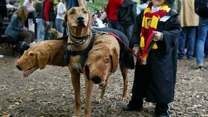 [Bintang]  Kostum Halloween untuk anjing