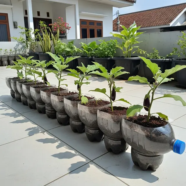 Ide Kebun Terong Vertikal dari Botol Plastik di Teras Rumah