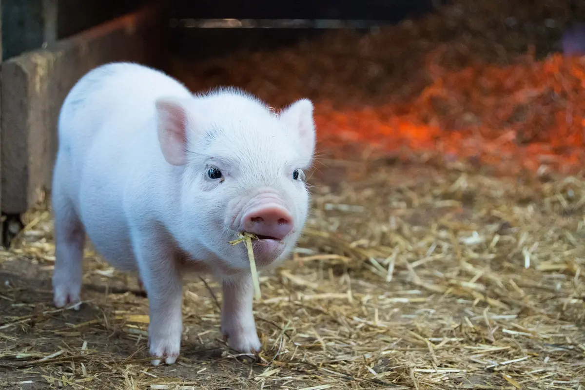 babi