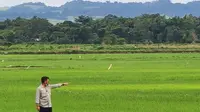 Di Bawah Komando Mentan SYL, Akademisi Apresiasi Kinerja Kementan