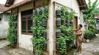 6 Ide Kebun Ubi Gantung, Solusi Cerdas Panen Melimpah di Lahan Terbatas Perkotaan