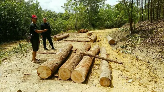 Kayu diduga hasil perambahan hutan Rimbang Baling yang disita petugas beberapa waktu lalu.