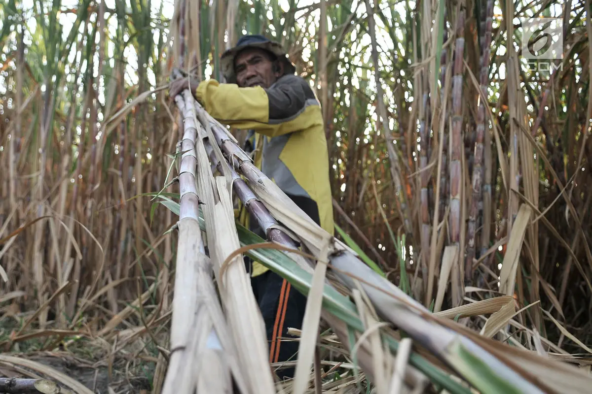 Geliat Petani Tebu di Tengah Ekspansi Gula Impor