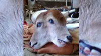 Seekor induk sapi melahirkan anak sapi berkepala dua di Kabupaten Indragiri Hulu, Provinsi Riau. (Dok. Dinas Perikanan dan Pertanian Indragiri Hulu untuk M Syukur/Liputan6.com)