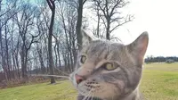 Selain manusia, kucing juga kecanduan selfie.