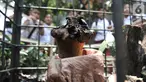Bunga bangkai jenis Amorphophallus Paeoniifolius tumbuh di halaman SDN Kayuringin Jaya II, Bekasi, Jawa Barat, Selasa (8/10/2019). Bunga bangkai tersebut tumbuh sejak dua minggu lalu. (merdeka.com/Iqbal Nugroho)