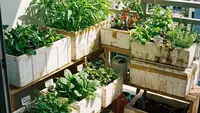 Cara Membuat Kebun Sayur Mini di Balkon dengan Box Styrofoam, Solusi Lahan Terbatas