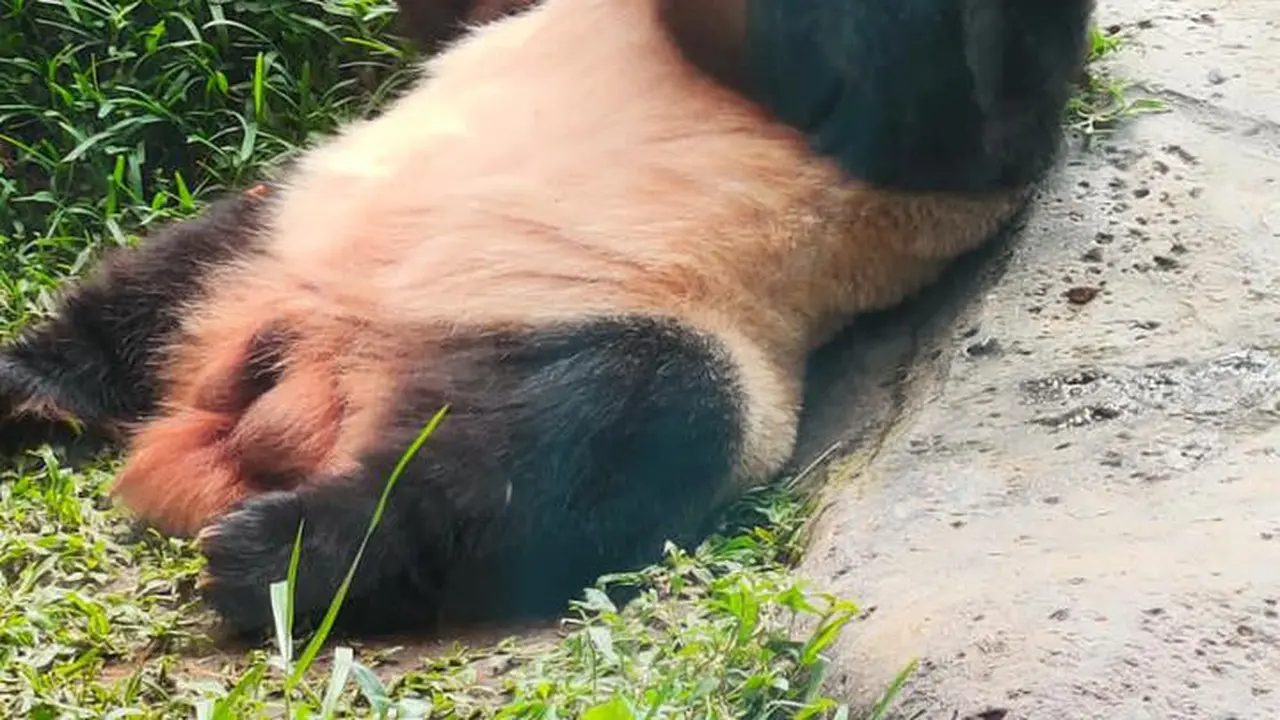 Panda Cai Tao
