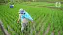 Aktivitas petani di sela tanaman padi jenis IR64 di Jatiluwih, Tabanan, Bali, Minggu (5/9/2021). Seiring berakhirnya masa panen dan memasuki masa tanam padi, Badan Pusat Statistik (BPS) mencatat harga beras semua kualitas terjadi kenaikan pada Agustus 2021. (merdeka.com/Arie Basuki)