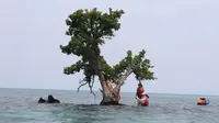 Pohon paling kesepian di Thailand (Facebook/Tourism Authority of Thailand/Trat)