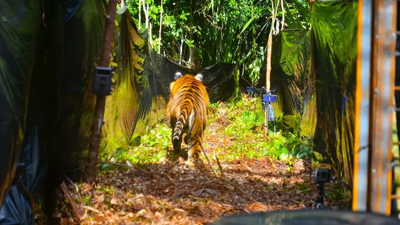 Harimau sumatra Corina berlari ke hutan saat pintu kandang dibuka oleh personel BBKSDA Riau.