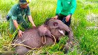 Anak gajah terjerat yang diselamatkan BBKSDA Riau untuk dibawa ke pusat latihan gajah Minas. (Liputan6.com/M Syukur)