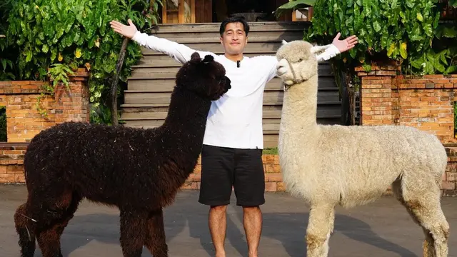 7 Potret Irfan Hakim dengan Alpaca Kesayangannya, Bikin Netizen Gemas
