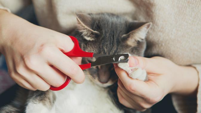Ilustrasi memotong kuku kucing. (Shutterstock)
