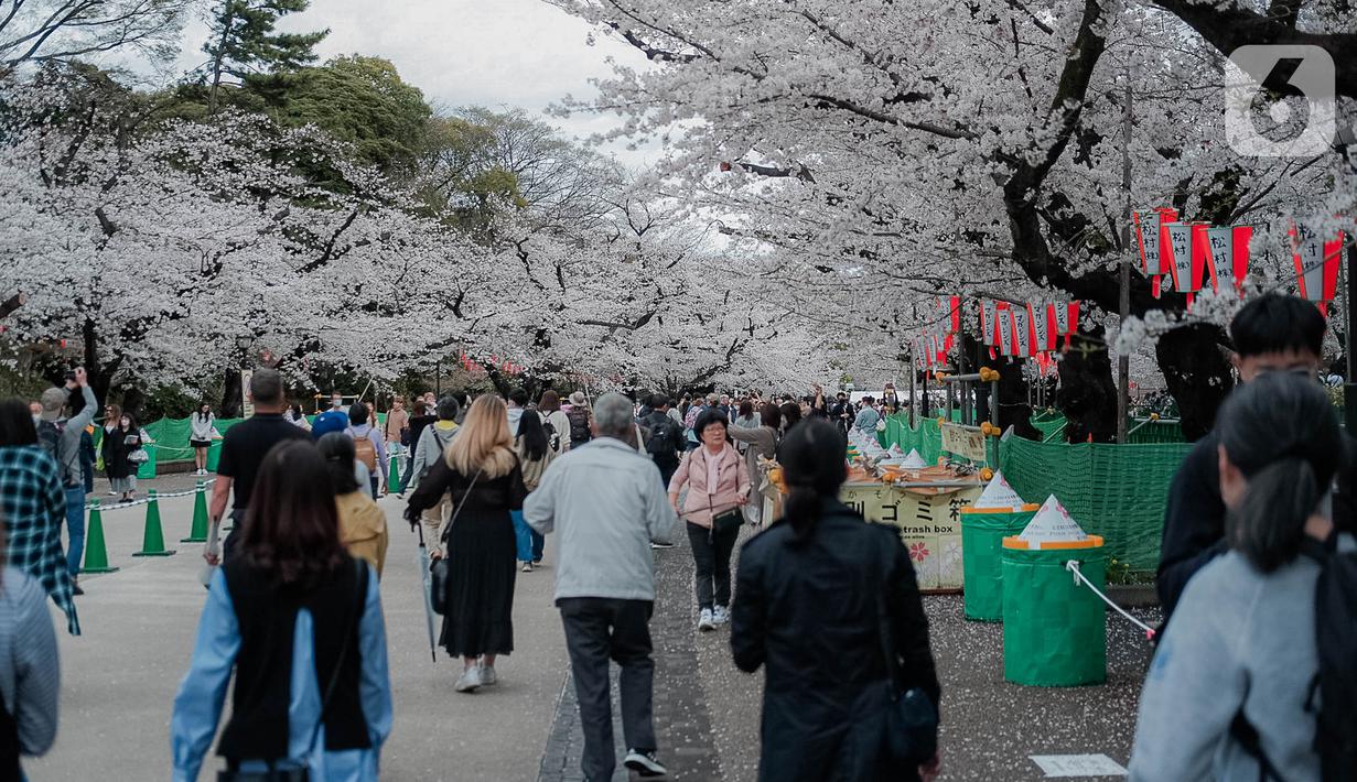 Para pengunjung menikmati sakura mekar di Taman Ueno, Tokyo, Sabtu (25/3/2023). Memasuki musim semi di Jepang, warga hingga turis mancanegara berbondong-bondong menikmati keindahan dari bunga sakura yang mekar. (Liputan6.com/Faizal Fanani)