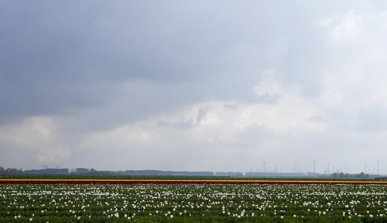 <p>Deretan bunga tulip tumbuh di ladang berlatar belakang pembangkit listrik tenaga nuklir dan kincir angin di Meerdonk, Belgia pada Senin, 25 April 2022. Banyak tulip di Belgia yang dibudidayakan hanya untuk umbinya. (AP Photo/Virginia Mayo)</p>