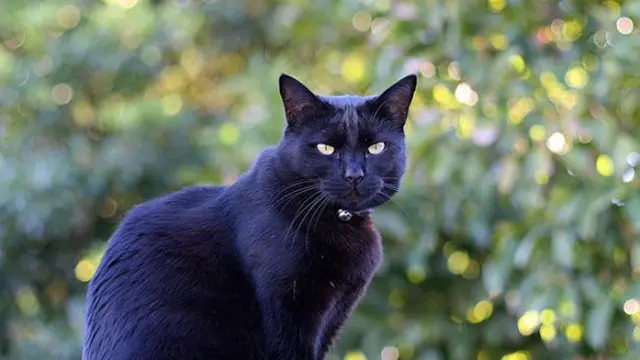 Tommaso, Kucing kaya