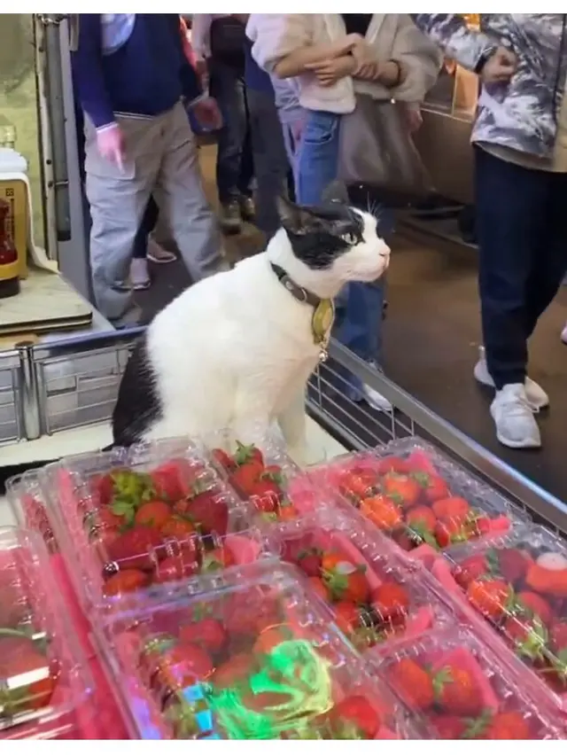 6 Potret Kucing Jualan Belum Laku, Mata Berbinar Minta Dibeli